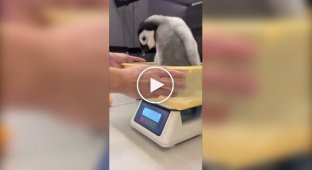 Как взвешивают пингвинят