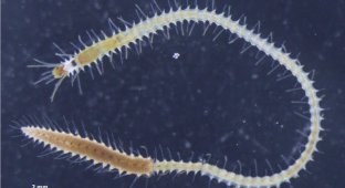 Evolution, stop it: the back of a sea worm, separate from its owner, is looking for love (2 photos)
