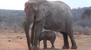 Повзрослевшая слониха-сирота вернулась к своим спасателям с малышом (9 фото)