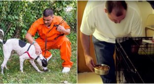 In the US, shelter dogs are sent to prison (12 photos + 1 video)