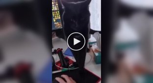 Cat with a stern look