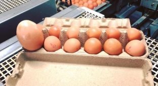 Яйце-матрьошка: в Австралії виявили величезне куряче яйце з сюрпризом усередині (4 фото)