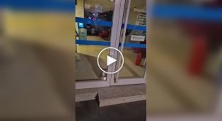 In Turkey, police arrived at a "robbery" "bank" - but instead of criminals, a cat was found.