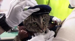 В Японии кошка спасла жизнь человеку и на один день стала начальником полиции (3 фото)