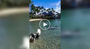 Dog plays with dolphins