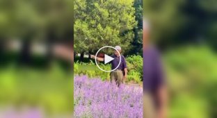 The Lord of the Butterflies