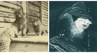 20 Adorable Vintage Photos of Cats That Prove People Have Always Adored Furry Pets (21 photos)