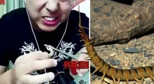 Блогер в прямом эфире ел гекконов, червей и многоножек, после чего его нашли мертвым (5 фото)