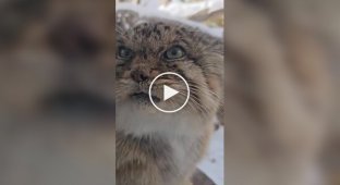 Manul is unhappy