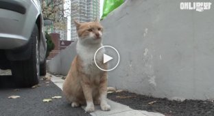 The touching story of a cat who only takes food in bags