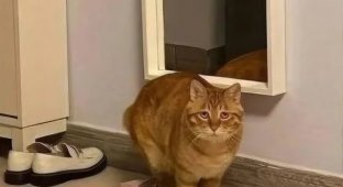 "Я в порядке!": рыжий кот в маленькой коробке стал звездой соцсетей (3 фото)
