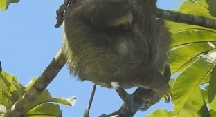 Удивительный момент: мама-ленивец родила малыша на дереве (4 фото + 1 видео)