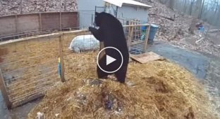 Ведмідь, йди, поки здоровий
