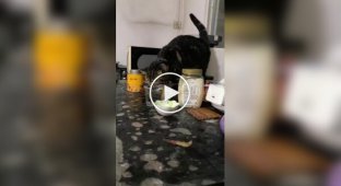 Cat wasn't shown how to drink water properly