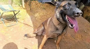A Dog Lost a Paw, but Saved Hundreds of Lives by Finding a Bomb (4 photos)
