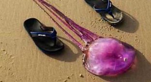 Спасатели нашли неизвестную науке медузу с несколькими ртами (5 фото)