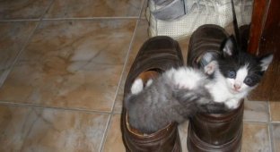 Котята в туфлях (8 фото)