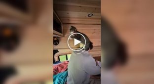 Нескучная жизнь кота