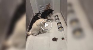 Собаки навчені чекати черепаху, перш ніж приступити до їжі