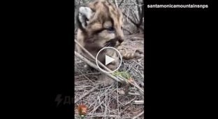 Mountain lion cubs saw people for the first time: biologists from Santa Monica in the USA checked the offspring of a lioness who went hunting