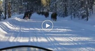 An unusual encounter with bison on the road