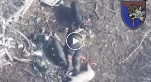 Two wild pigs are cutting up the remains of the body of a Russian invader