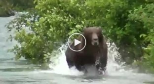 Опасная работа снимать медведей
