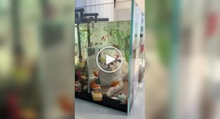 Curious cats and aquariums