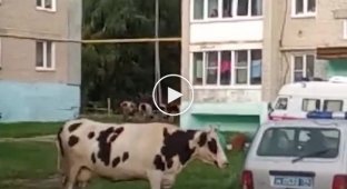 Противостояние полицейских и коров в Челябинской области попало на видео