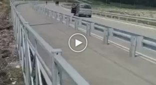 A horse running along the road almost crashed into a car