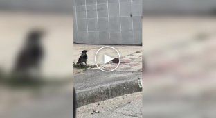 Rat vs. crow