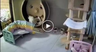 Animals (short videos). Release 99