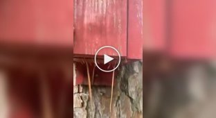 Неожиданный житель скворешника