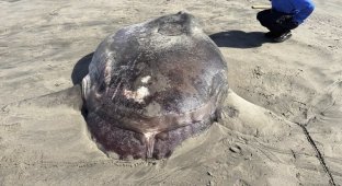 Giant "vomer": a rare 2-meter fish washed ashore (4 photos)