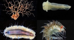 Обитатели морских глубин (24 фото)