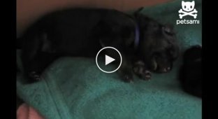 Забавный звук во время сна у щенка