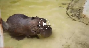 Female beaver caught a restless cub
