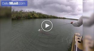 Крокодил отнимает у рыбаков пойманную добычу