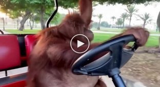 The owners of the orangutan Rambo, who lives on a private property in Dubai, allow her to drive around the territory on a golf cart