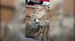 Сутичка пухнастих бійців