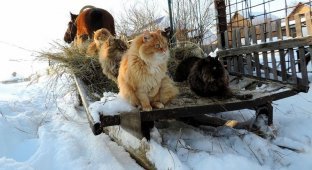 Миллион сибирских кошек (17 фото)
