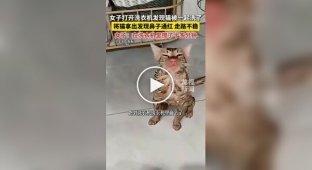 A cat spent more than 10 minutes in a running washing machine