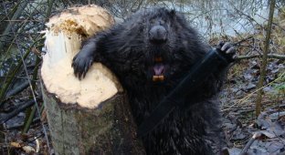 A beaver can jump several meters using its tail as a spring (6 photos)