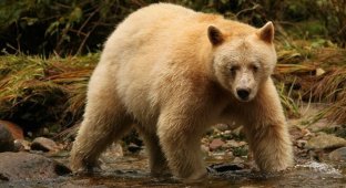 Медведь Кермода: Лесные призраки из Канады. Почему целая популяция чёрных медведей стала белоснежной? (8 фото)