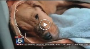 Семья из Америки спасла истощенного бездомного щенка