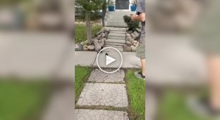 Из жизни домашних скунсов