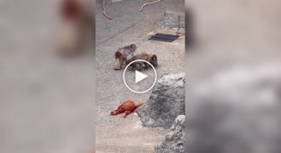 Осиротілого малюка Панча прийняли в зграю