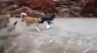 A man scared street dogs