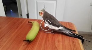 The parrot whistles a song and beats the rhythm