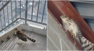 People noticed a hawk in the garage - and did not leave it in trouble (6 photos)